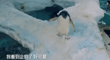 老院子企鹅网红世界多冷,探秘极地奇观，感受冰封世界的魅力