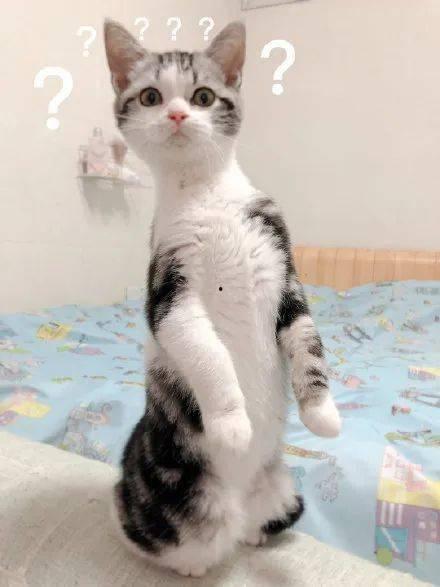 带你吃瓜奇怪的猫咪,揭秘猫咪的另类趣味生活