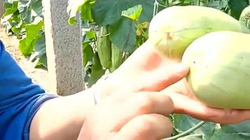 姨妈来可以吃羊角蜜瓜吗,羊角蜜瓜的食用指南”