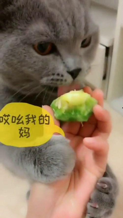 猫咪可以吃贝贝瓜不,贝贝瓜的适宜性探讨