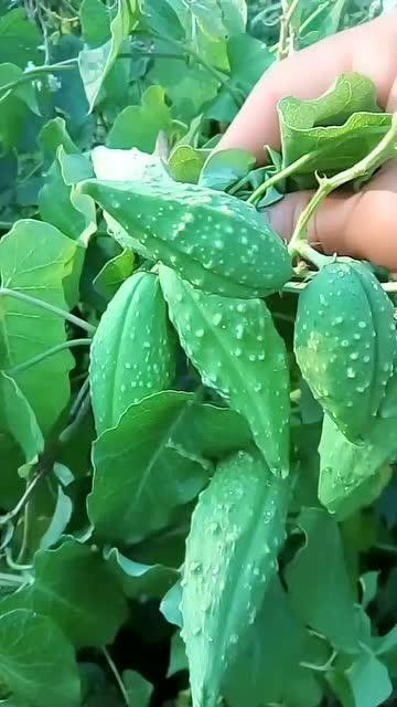 老瓜瓢药用怎么吃,传统养生新选择